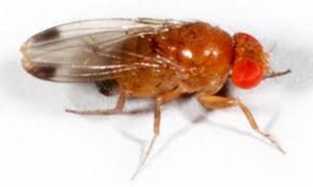 Drosophila