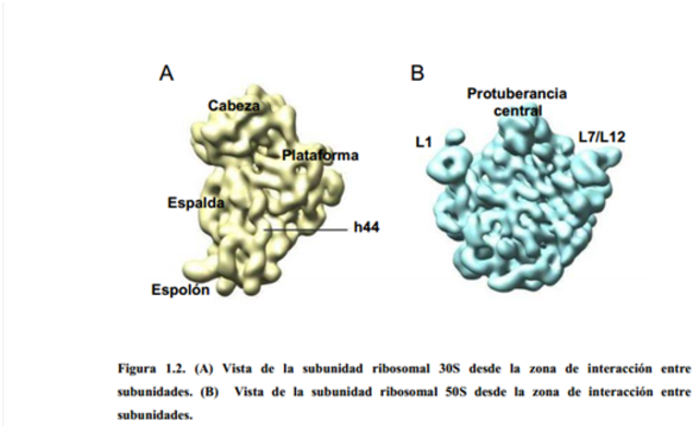 mapas de ribosomas