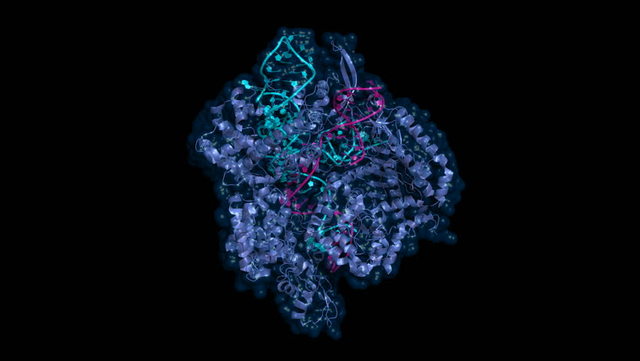 Descubrimiento del ARN-Polimerasa