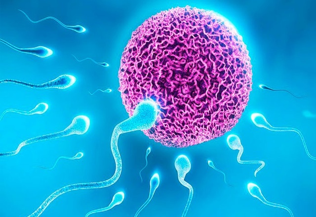 Creación de óvulos