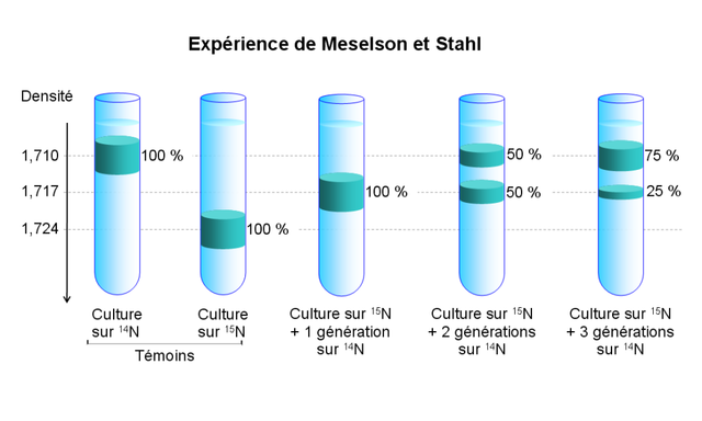 Descubrimiento del modo de replicacion del ADN