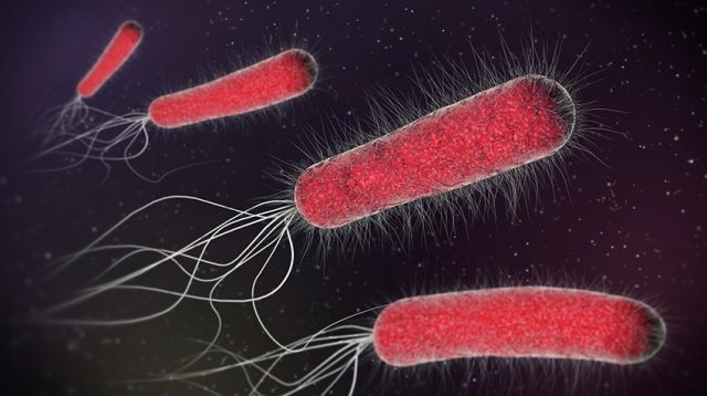 Descubrimiento de mutaciones en Bacterias