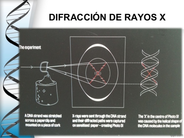 Rosalind Franklin produjo las imágenes de la difracción de rayos X del ADN.