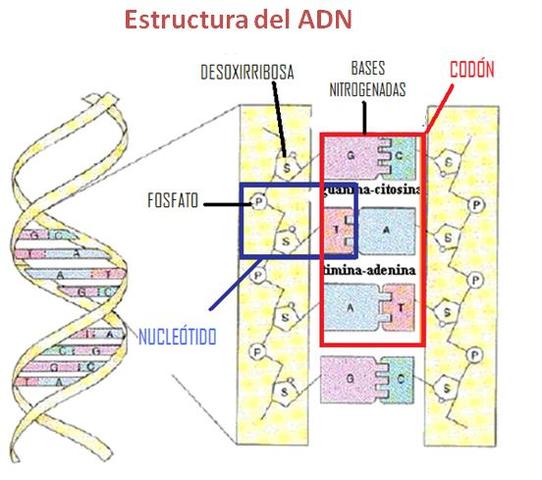 William Thomas Astbury y Florence Bell realizaron estudios de difracción por rayos X