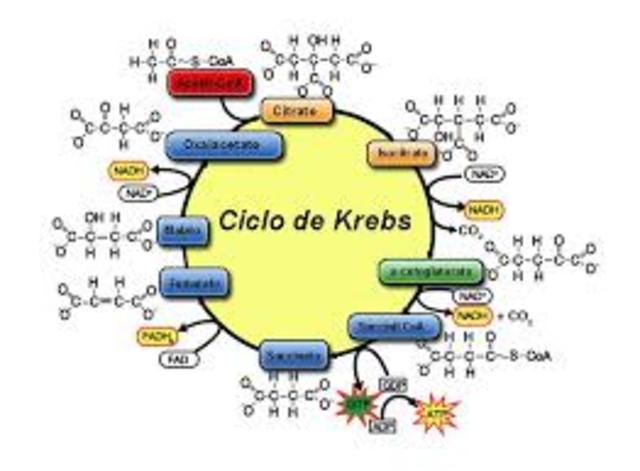 CICLO DE KREBS