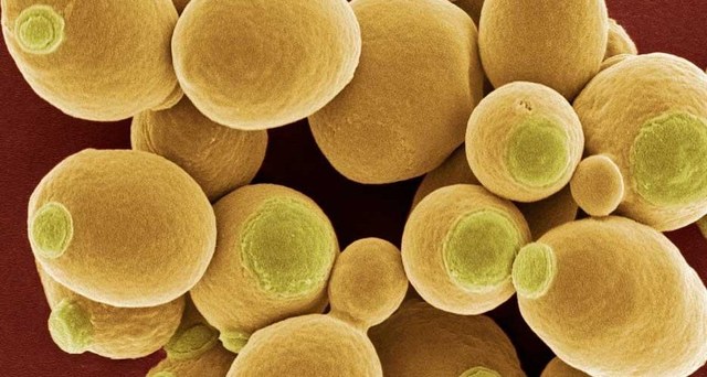 Se completan las secuencias genómicas del E. Coli y la levadura.