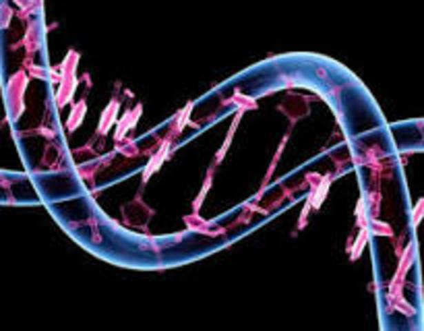 Primer borrador del genoma humano.