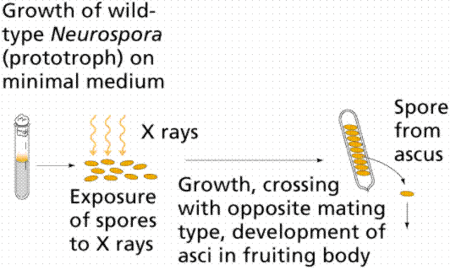 “Un gen, una enzima”