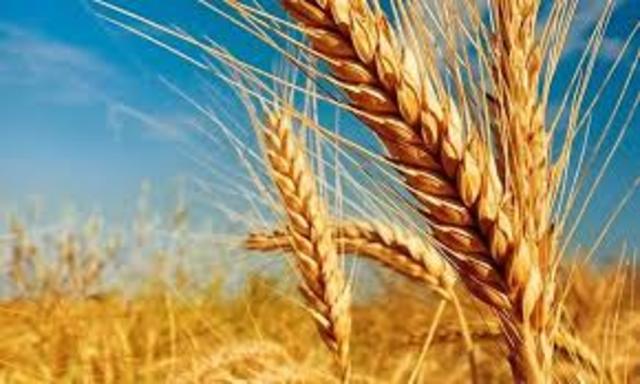 COMITÉ DE REGULACIÓN DEL MERCADO DE TRIGO