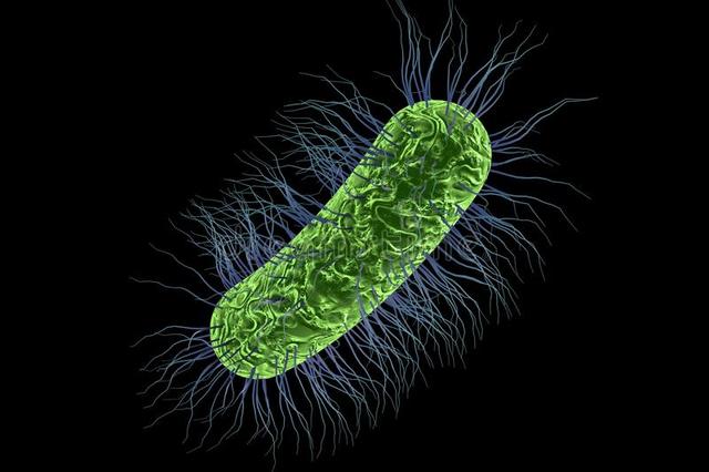 Insulina Bacteriana