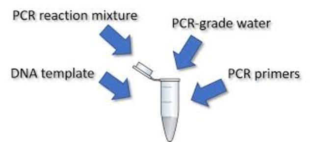 PCR: Polymerase Chain Reaction