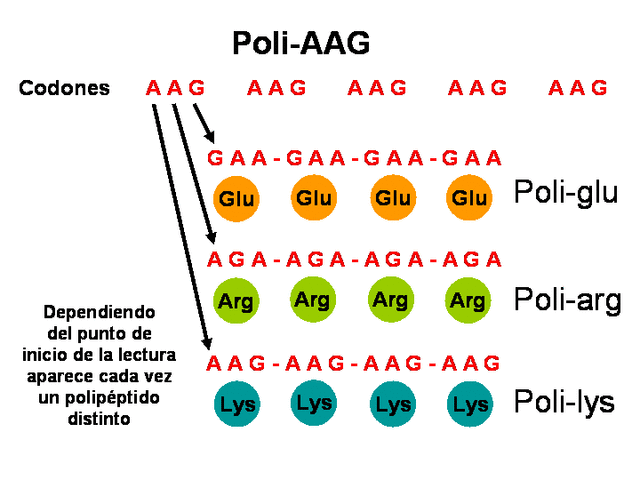 Francis Crick propone que el código genético debe leerse en tripletes.