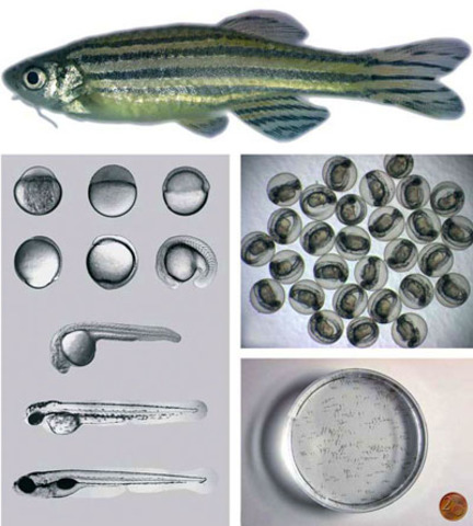 Embriones artificiales