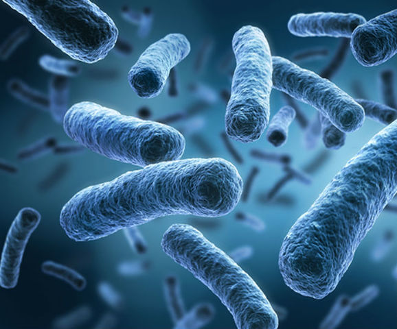 Hamilton Smith, Daniel Nathans, Werner Arber