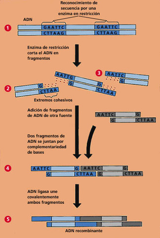 Janet Mertz y Ron Davis demostraron que un fragmento de restricción podía insertarse y ligarse a otro ADN cortado por la misma enzima.