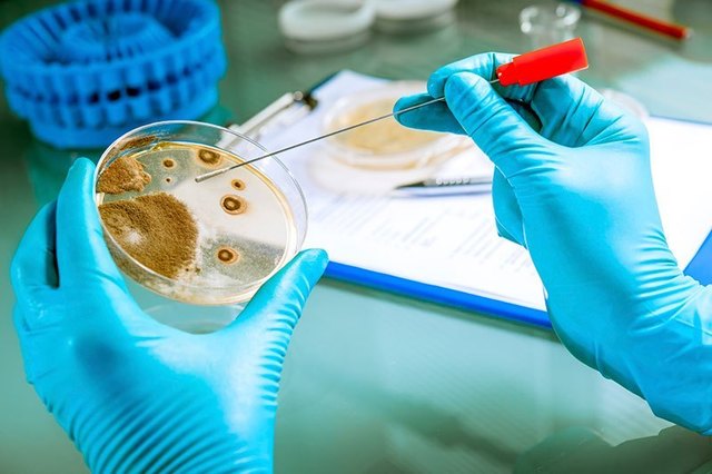 Por primera vez se consigue trasplantar un genoma