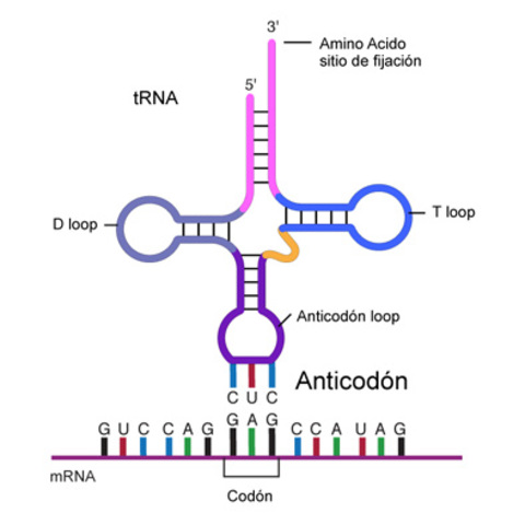 Balanceo entre ADN y ARN