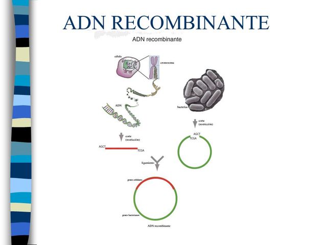 ADN Recombinante
