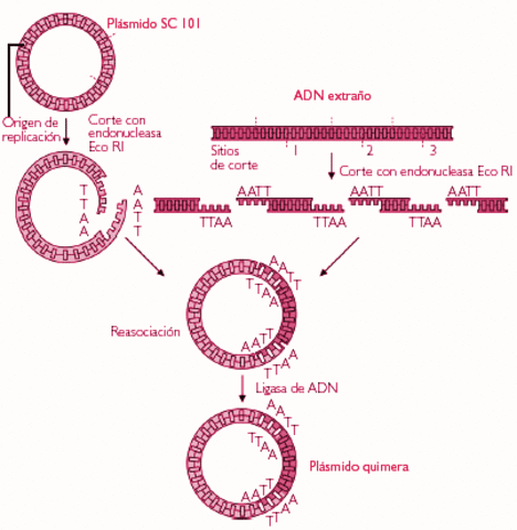 ADN recombinante puede ser replicado y mantenido