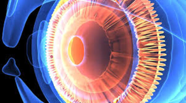 Descubrimiento de Fotorreceptores retinales