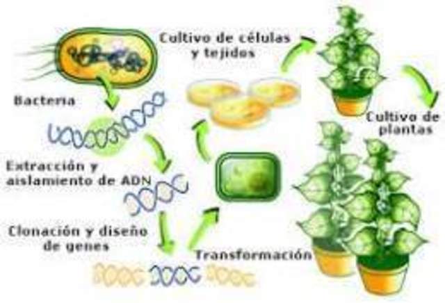 Plantas Transgénicas