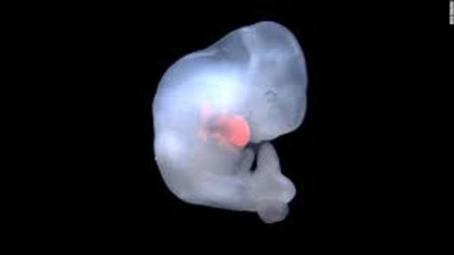 Creacion de embriones artificiales