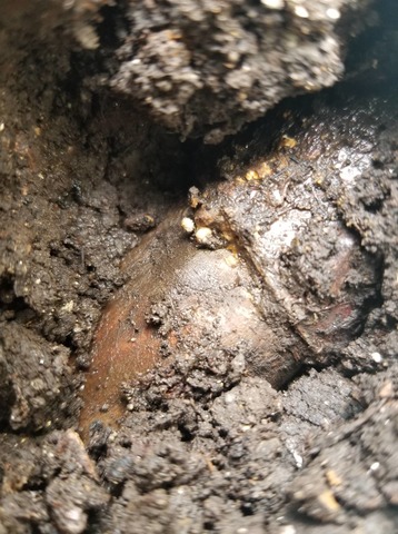 Formacion de callos en los acodos