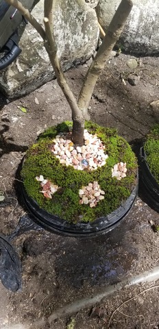 Realizacion del Bonsai