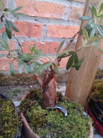 Aplicación de azufre