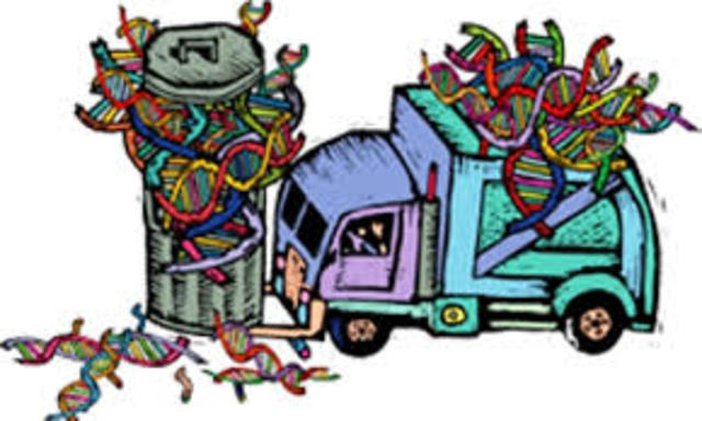 EL ADN "BASURA" NO ES UN DESECHO