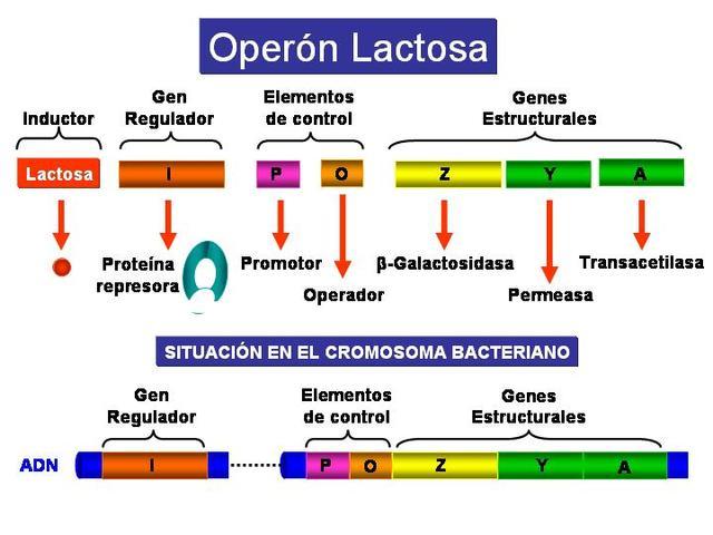 Jacob, Monod y Lwoff