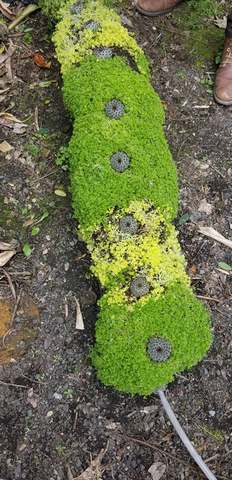 Retoque y siembra de plantas