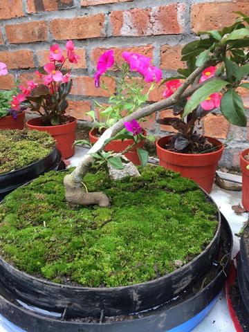 como quedo el bonsai