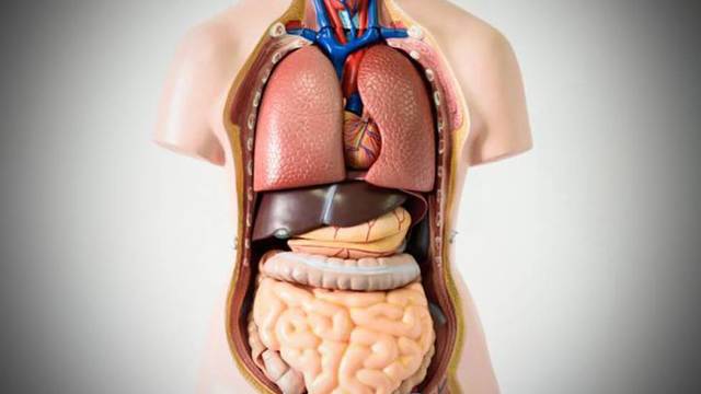 Órganos humanos artificiales