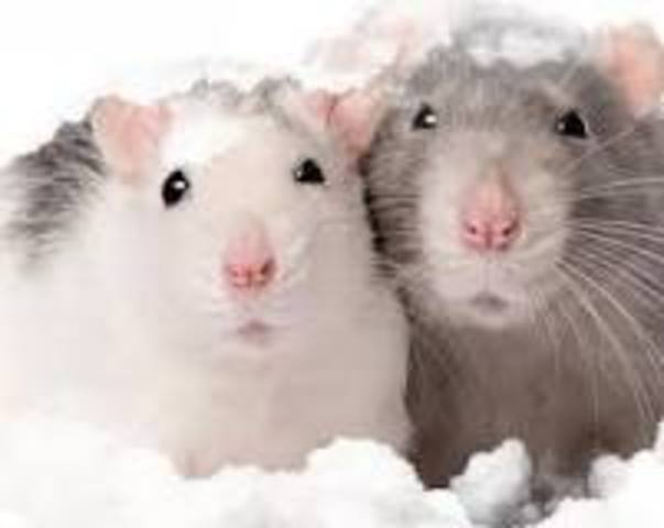 Primer embrión artificial