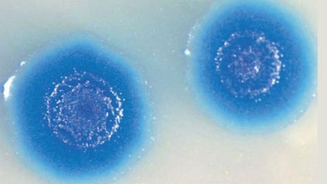 Primer Célula Sintética