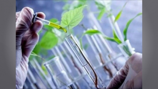 Primeras Plantas Transgénicas