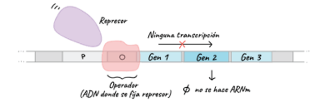 Mark Ptashne y Walter Gilbert