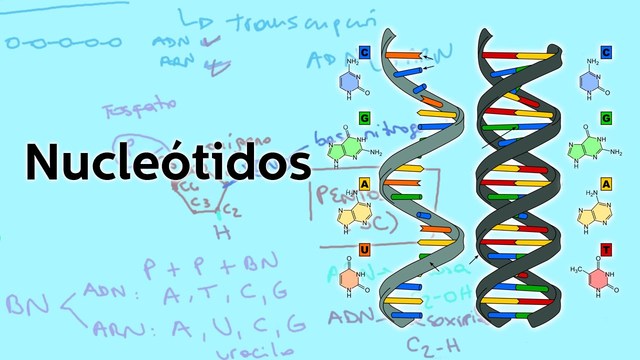 Kary Mullis desarrolla la PCR