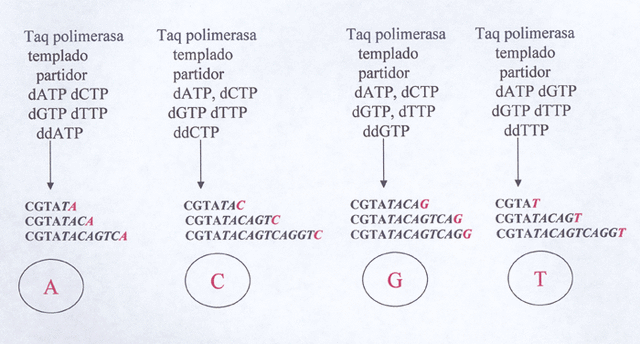 Maxam y Gilbert secuencian ácidos nucleicos.