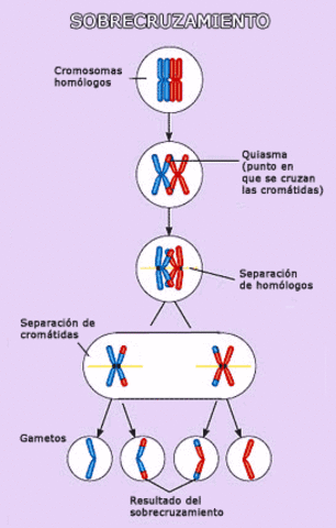Theodor Boveri y Walter Sutton