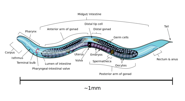 Se completa la secuencia genómica de Caenerhabditis elegans.