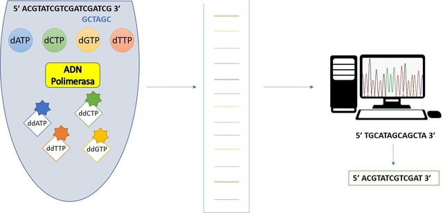 Primer secuenciador automatizado.