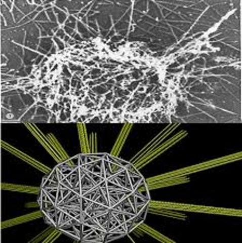 Primer modelo computacional de una célula.