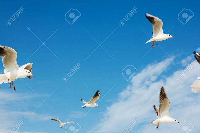 Remembrance of the Didi birds