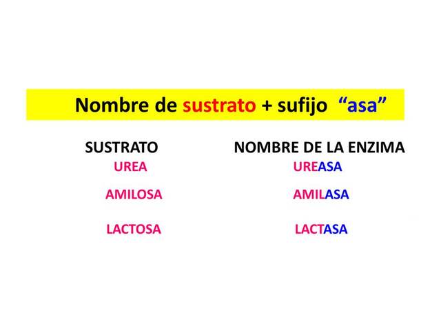 Primera publicación de la nomencatura de Enzimas