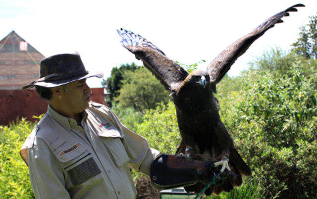 Reproducción del Águila Real