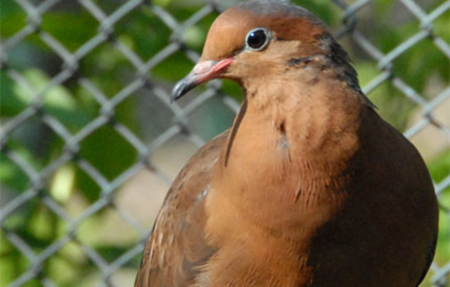 Emparejamiento de Paloma del Socorro