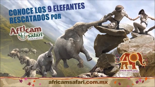 Rescate de Elefantes