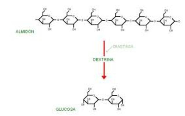 La hidrólisis del almidón por diastasa fue reconocida como una reacción catalítica por  Jöns Jacob Berzelius.